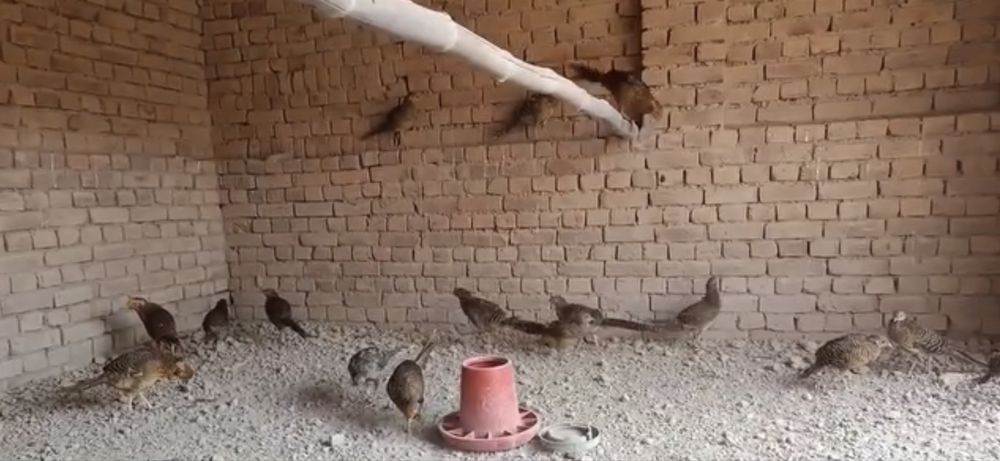 Fazani auriu pe rosu