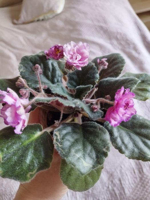 Фиалка сортовая.