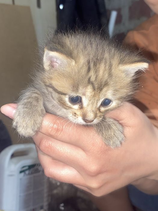 отдам котят бесплатно