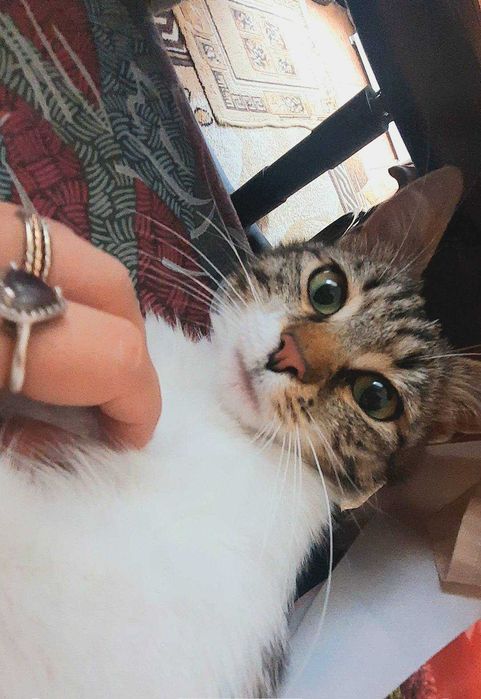 СПЕШНО ТЪРСИМ ДОМ НА Плутон - котка