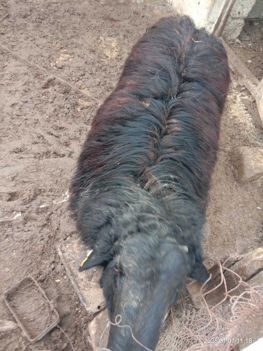 Семіз жас қошқар сатЫлады