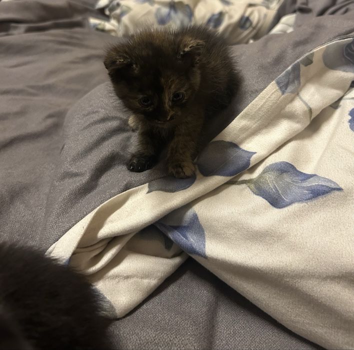 отдам котят в добрые руки