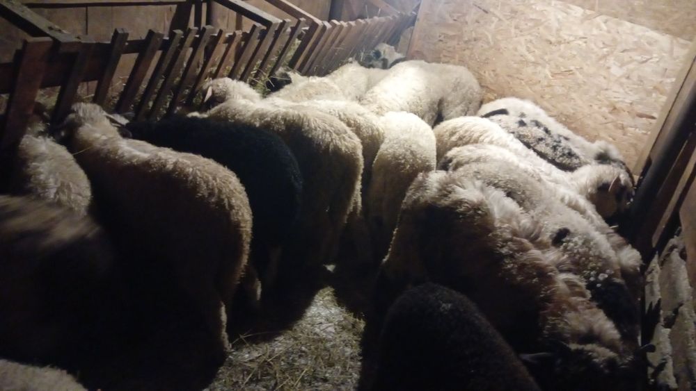 Vând   mieluti   grași