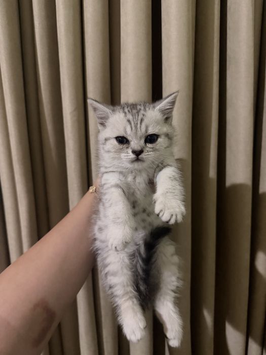 Serebristiy shinshilla mushular sotiladi / серебристый котята сотилади