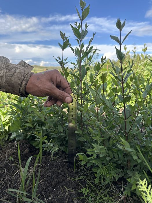 Вязь сеянцы мелколистной