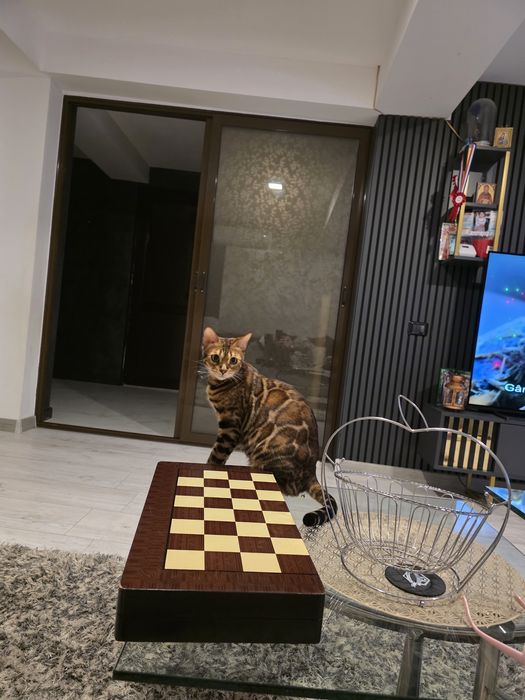 Vindem pisica rasa Bengal cu pedigree