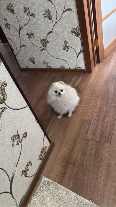 Шпиц связка есть 2 годика звоните