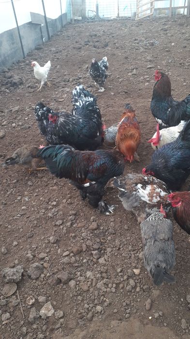 Vând Cocoși Brahman