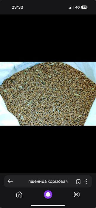 Пшеница мешками на корм
