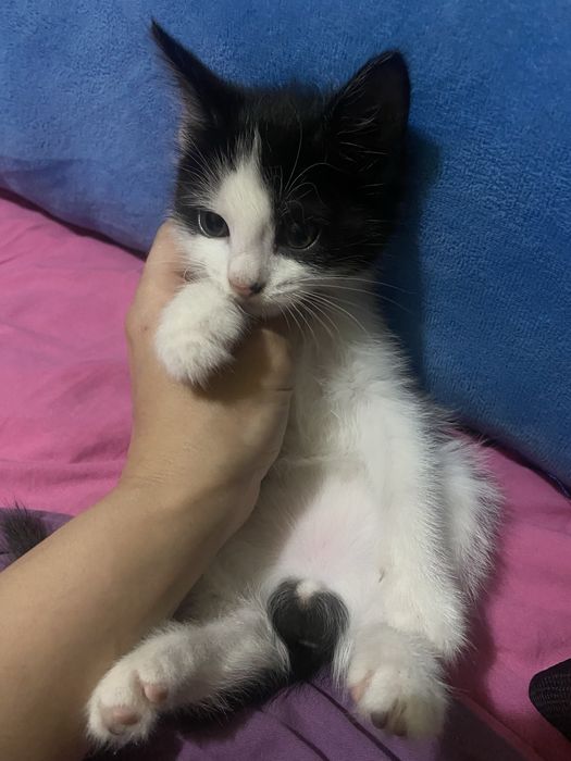 Котенок мальчик полтора месяца