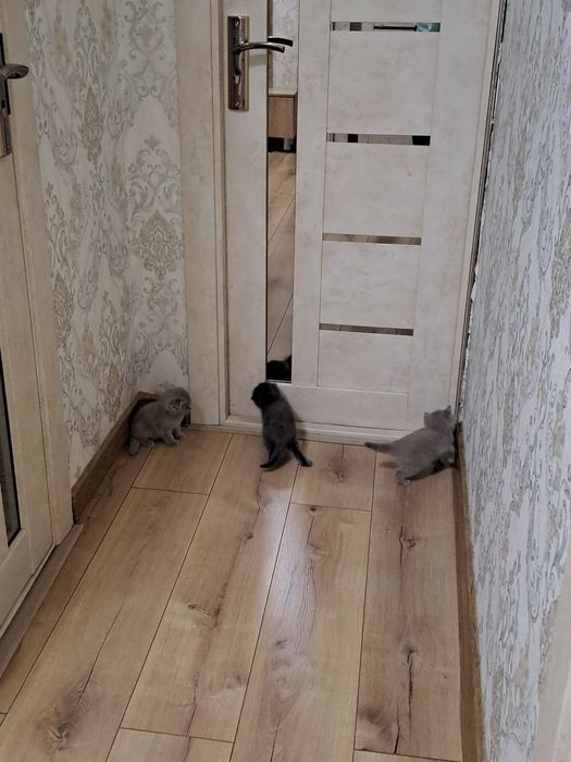 Красивые котята в добрые руки