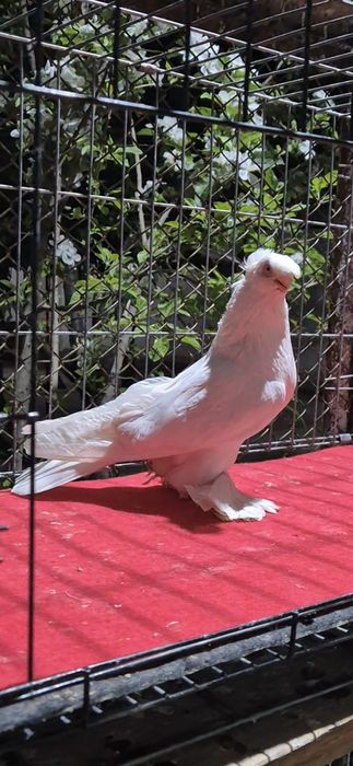 Гулбадам самецццц