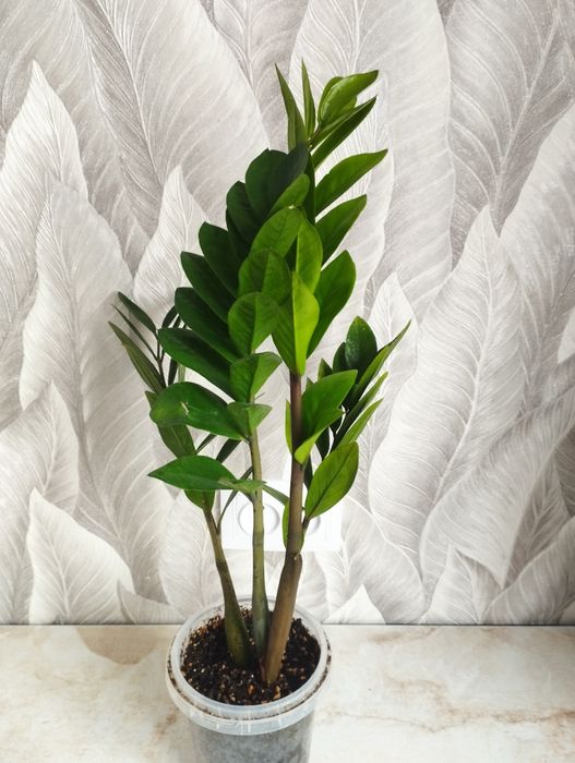 Цветы , филодендрон, хойя, замиакулькас