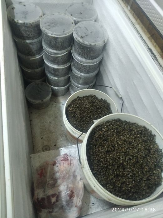 Сушёные пчёлы...