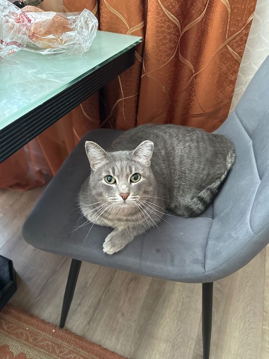 Котенок ждёт своего дома