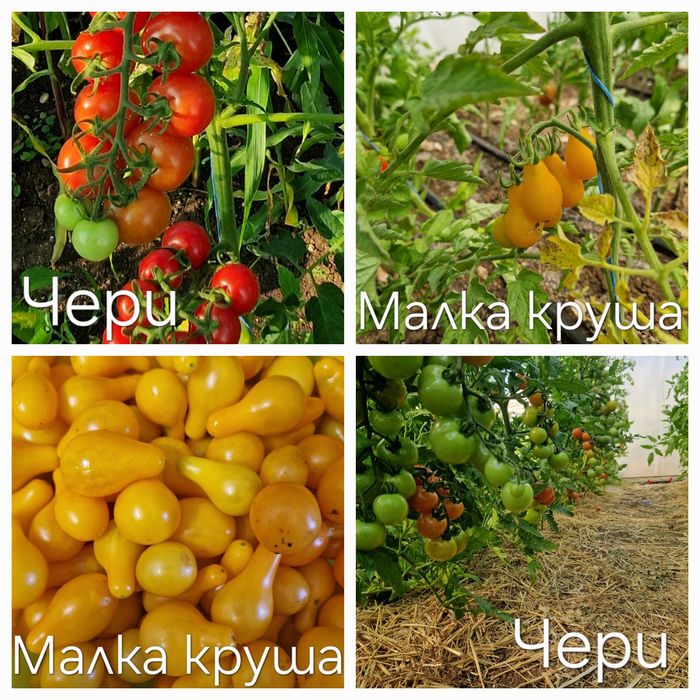 Семена стари сортове