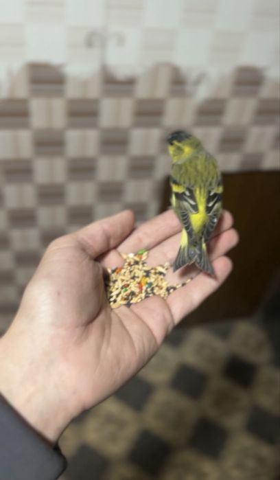 Chijik sotiladi yuvosh qush sayroqa kirgan zapisi bor tg dan yosela