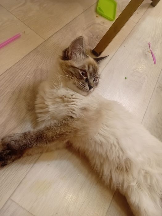Отдам кошку в добрые руки