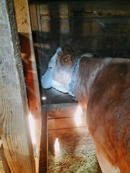 Vaca bălțată românească