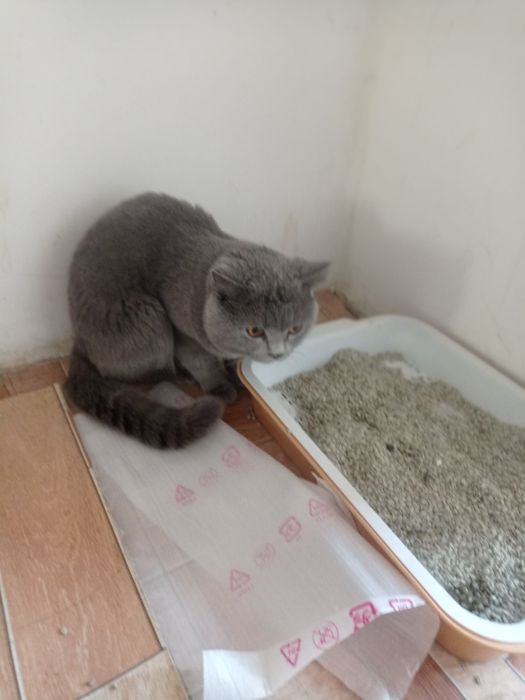 Britaniya Skottish Strayt Sotildi