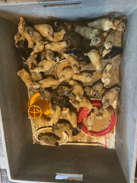 Rațe și boboci Rouen