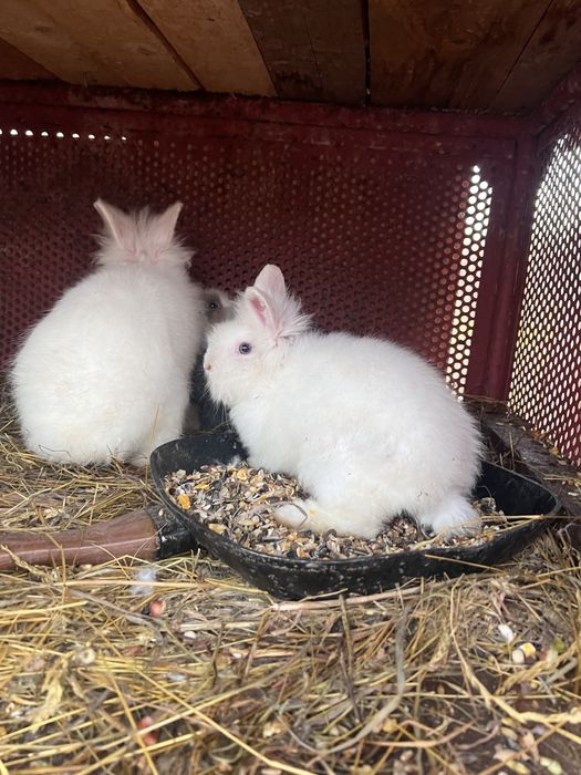 iepuri pitici CAP DE LEU