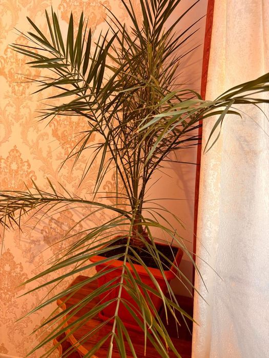 Цветы комнотные.