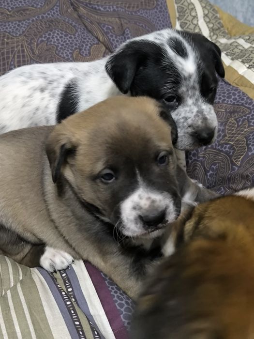 Щенята в добрые руки