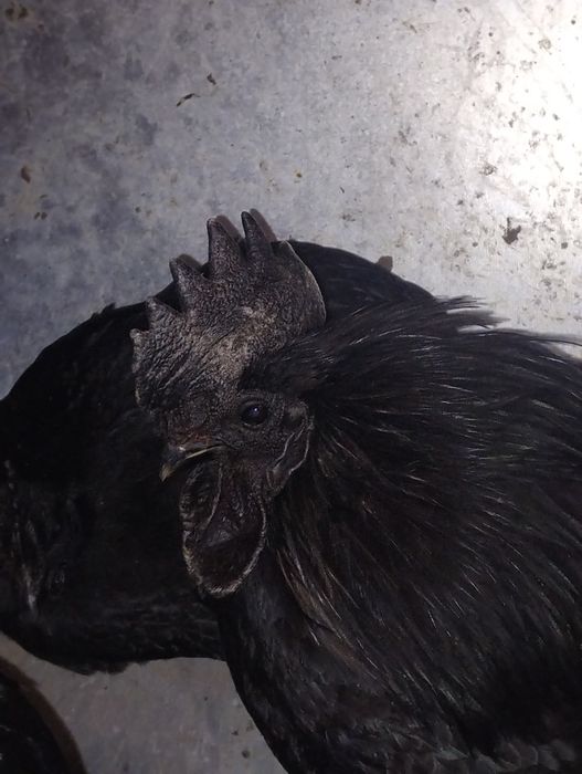 Чифтове Кемани,Серами, Копринки.Яйца за люпене.Зайчета и морски свинче