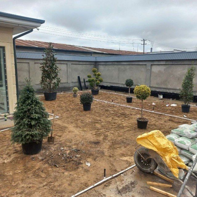 Arch gul dekratif daraxtlar ekish gazon ekish