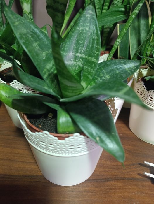 Хонаки гуллар комнатный цветы