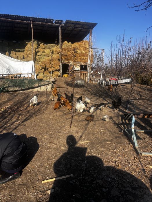 Продам простых кур 4500