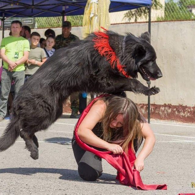 Передержка животных! Професиональная Любовь и забота о вашем любимце