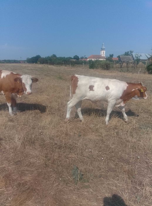 Vând 2 vitele una vârstă de 1 an una 6luni preț 10.000lei