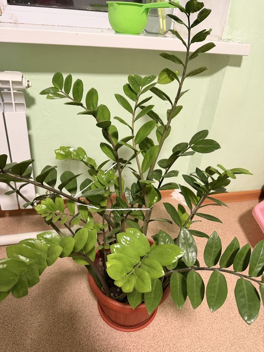 Комнатное растение