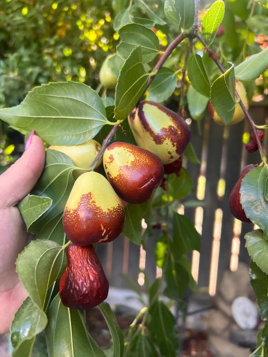 Curmal chinezesc diferite soiuri