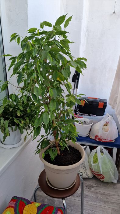 Комнатные цветы ломашние