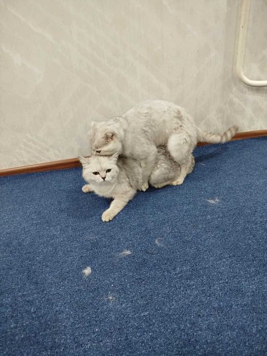 (SOTILMAYDI) Вязка скотиш фолд Серебристая шиншилла .кот НЕ ПРОДАЁТСЯ.