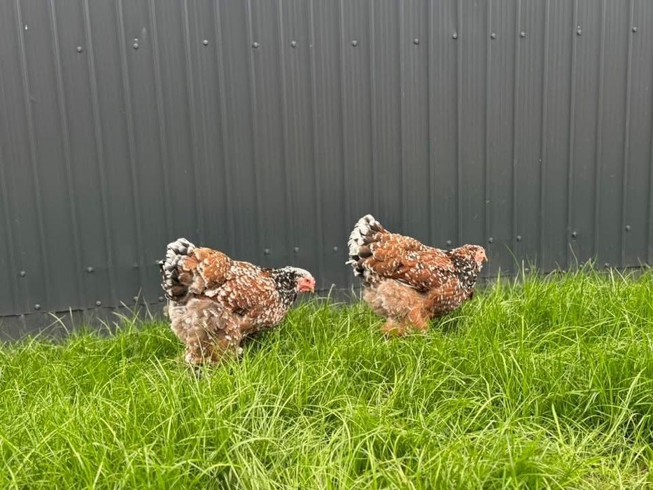 Brahma portelan bobat hd hda columbia