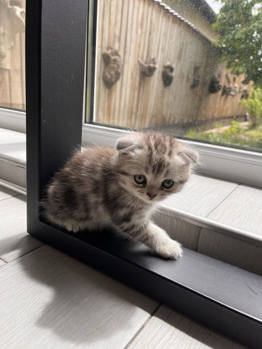 Вислоухие котята шиншилла серебрянная, серебренный мрамор