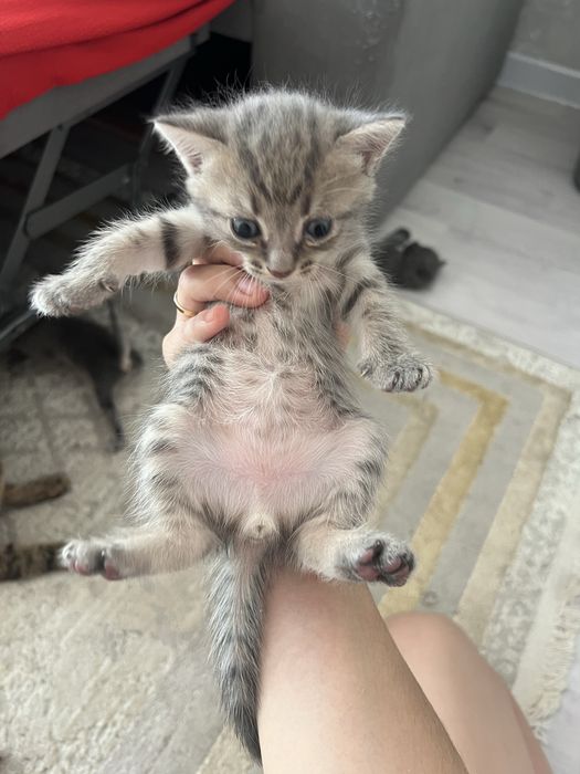 Отдам котят в добрые руки!