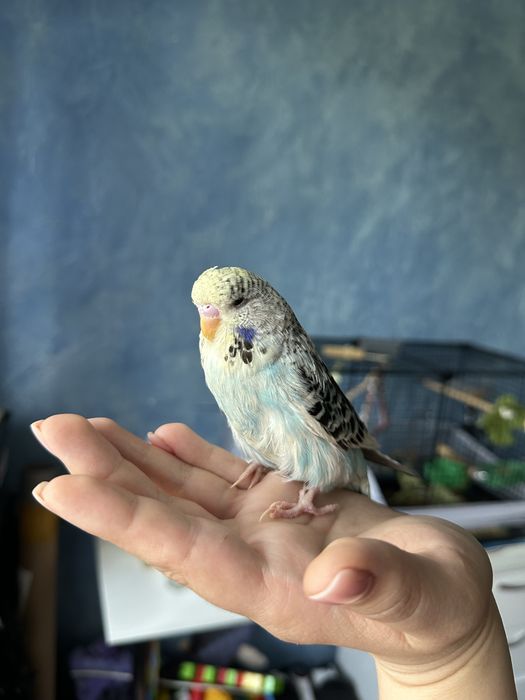Попугай чех девочка