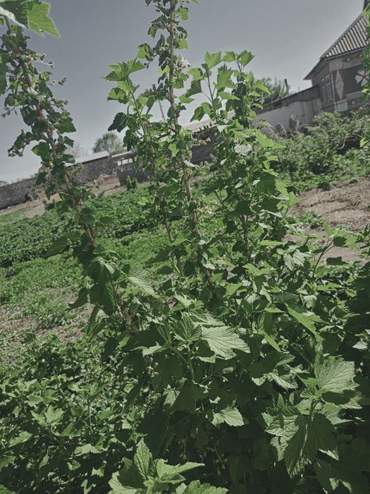 Саженцы чёрной смородины