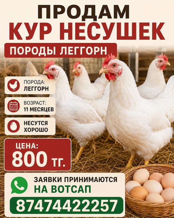 Куры несушки Леггорн