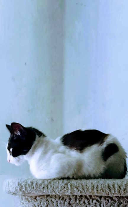 Подаряват се котенца