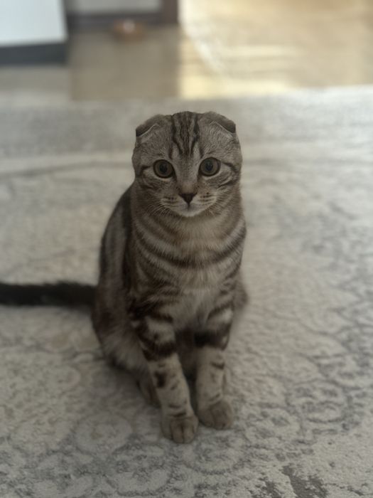 Продаётся шотландский вислоухий кот.