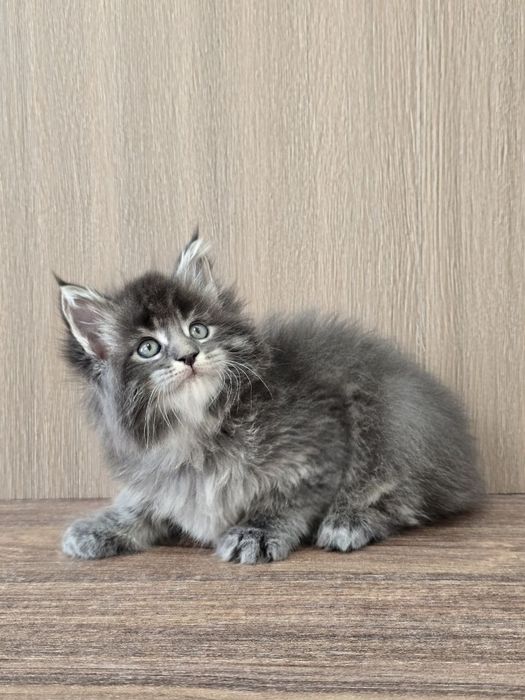 Мейн кун девочка