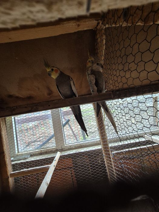 Продавам Корели  90лв