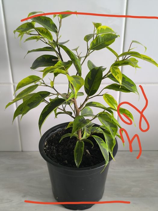 Фикус Бенджаминова