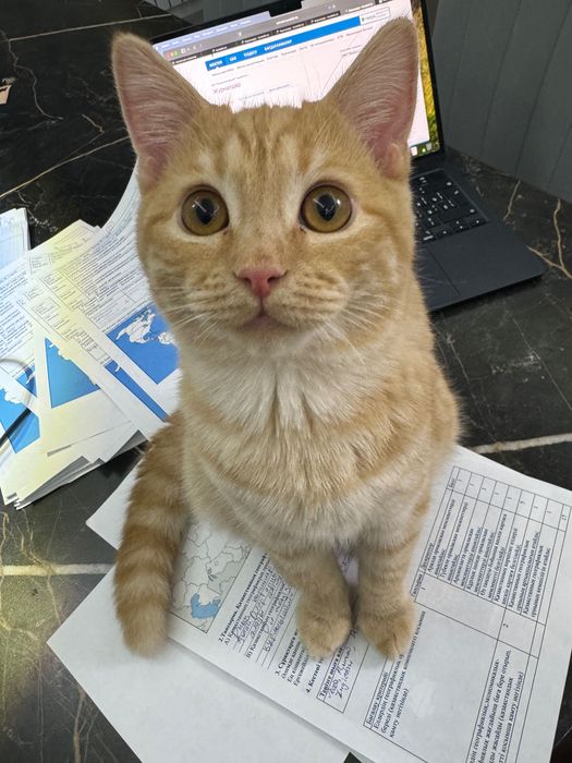 Пародный котёнок